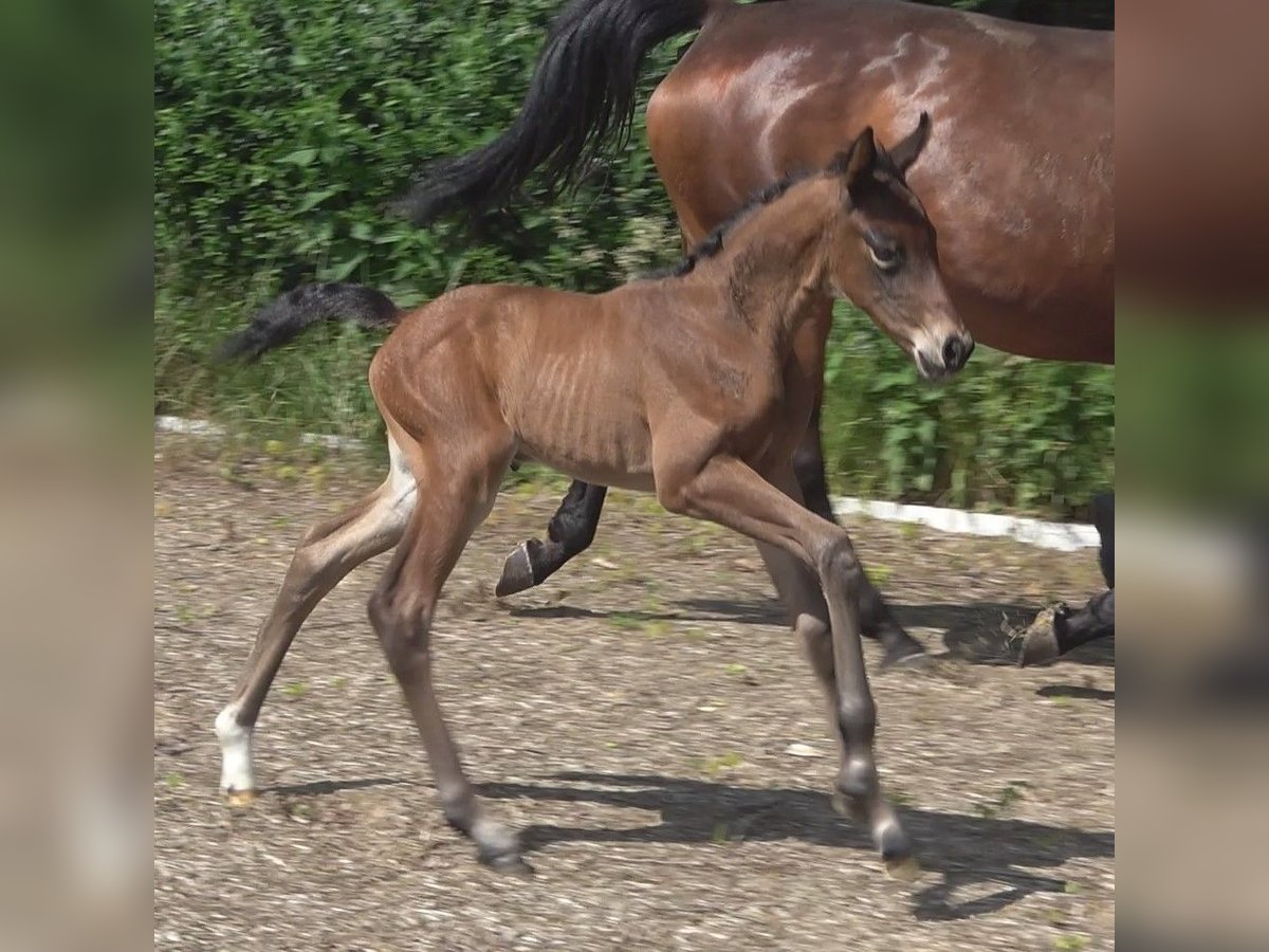 Hannover Giumenta Puledri
 (06/2024) 172 cm Baio in Rateka