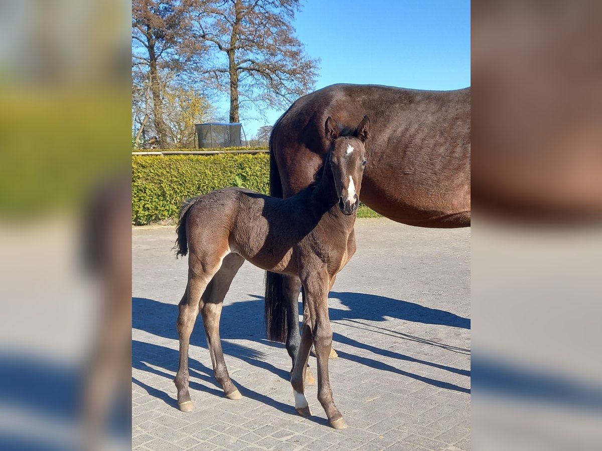 Hannover Giumenta  Baio in Oyten