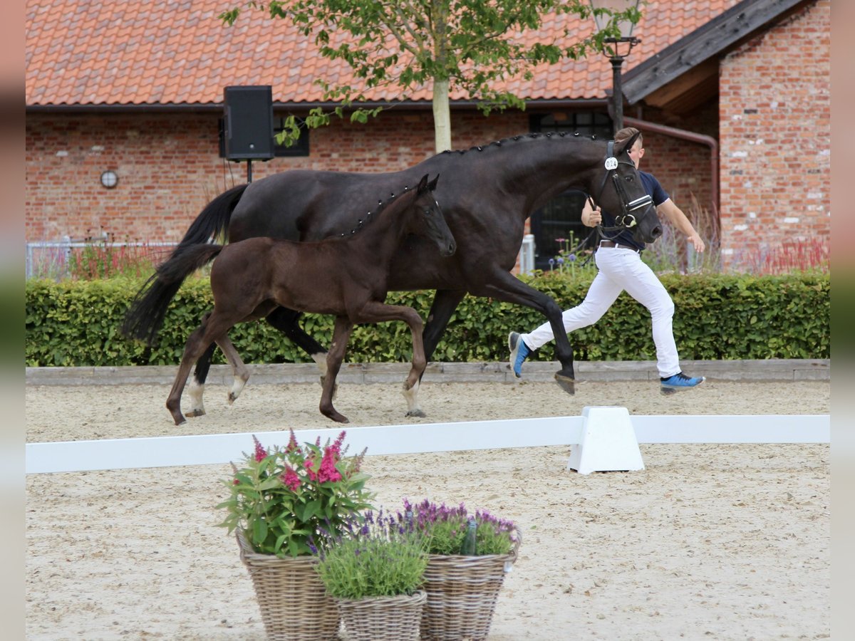 Hannover Giumenta Puledri
 (05/2024) Baio scuro in Niendorf