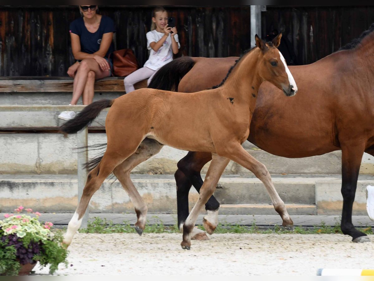 Hannover Giumenta Puledri
 (06/2024) in Vilsheim