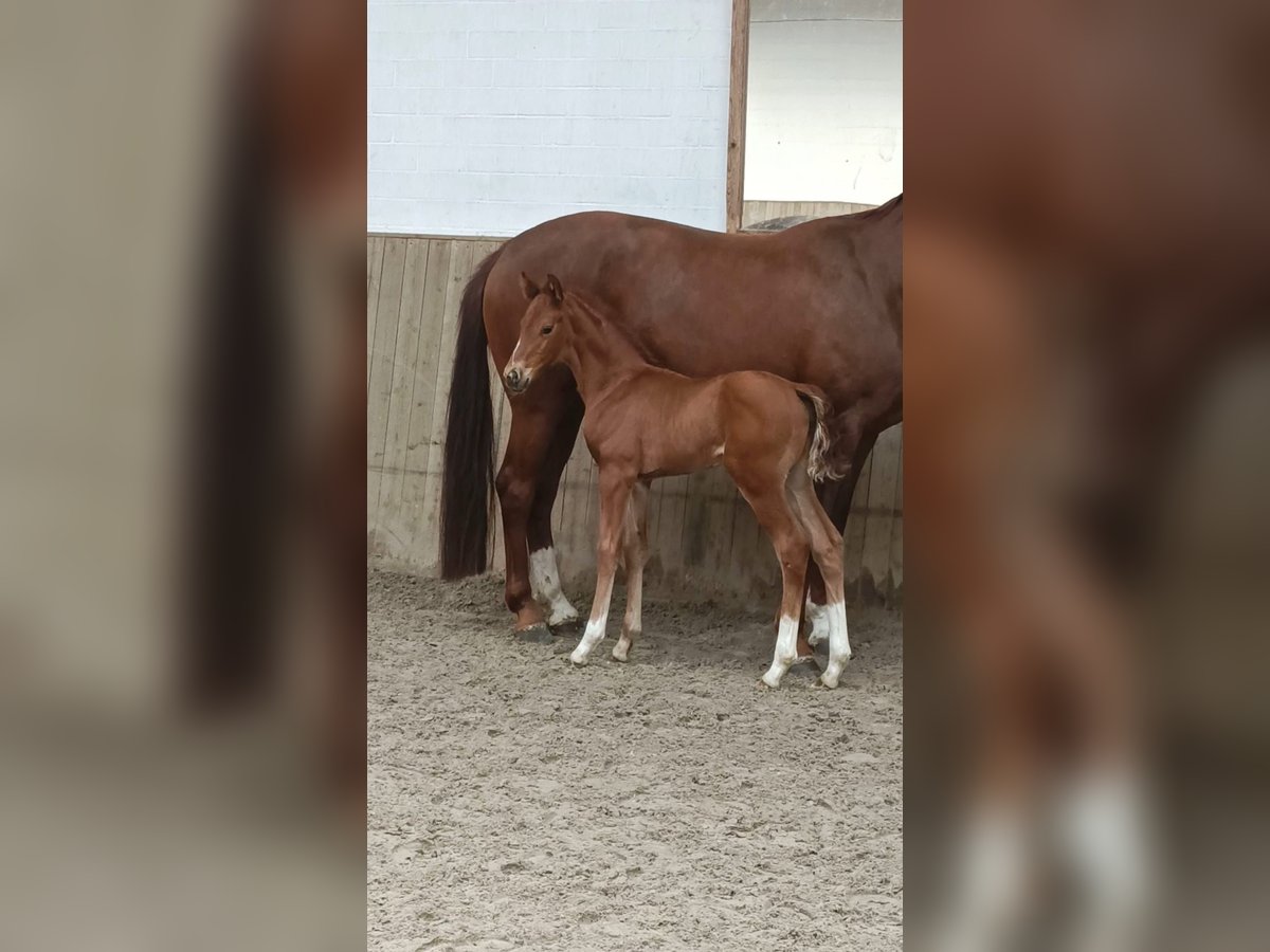 Hannover Giumenta Puledri (03/2025) Sauro in Gro&#xDF; Ippener