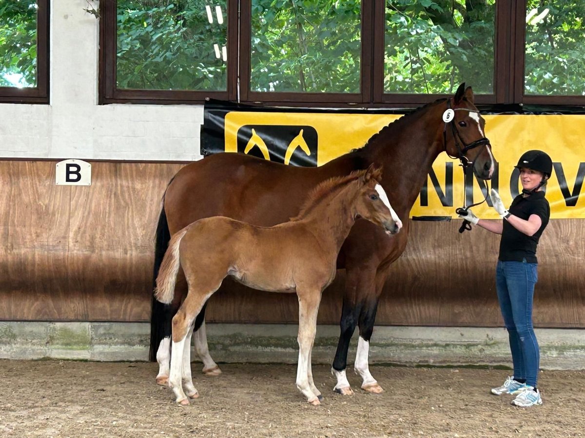 Hannover Giumenta Puledri
 (04/2024) Sauro in Nottuln