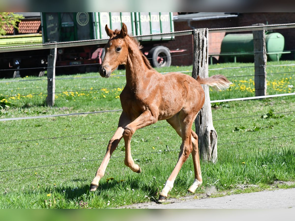 Hannover Giumenta  Sauro scuro in Agathenburg