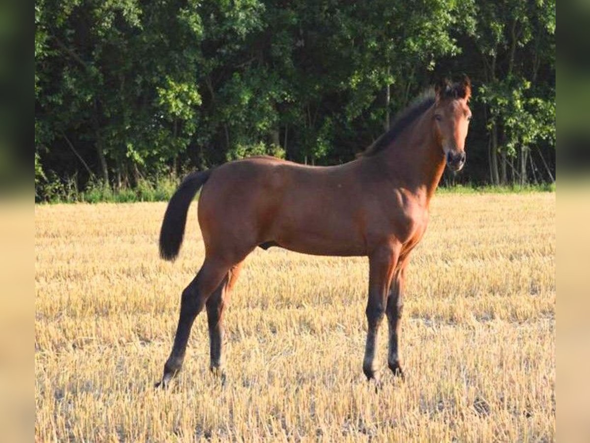 Hannover Stallone 1 Anno 170 cm Baio in Nienstädt Liekwegen