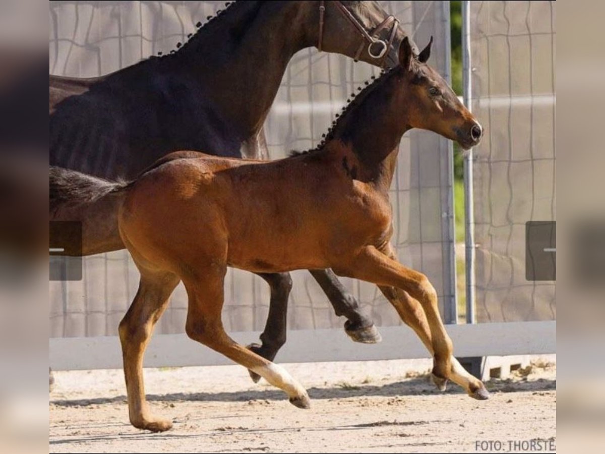 Hannover Stallone 1 Anno 170 cm Baio in Wagenfeld