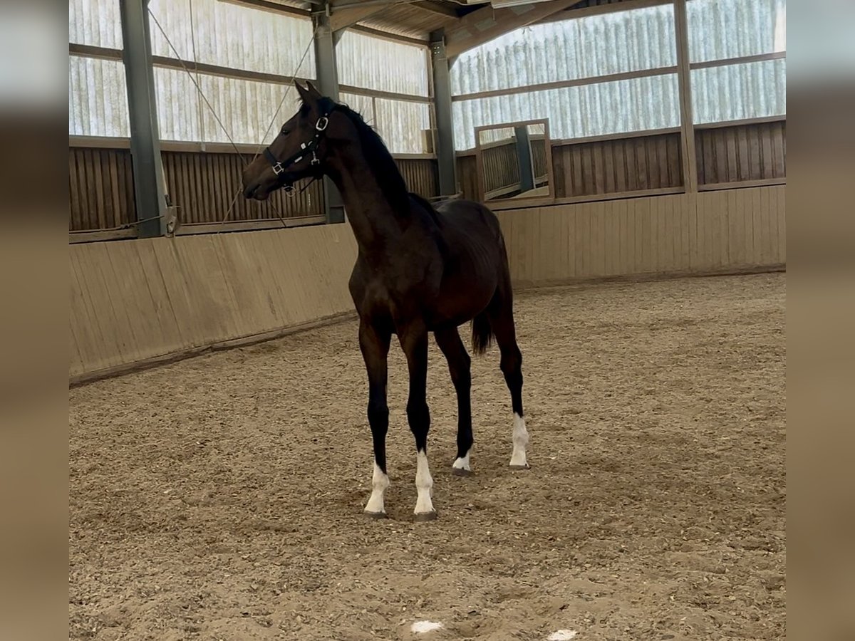 Hannover Stallone 1 Anno Baio scuro in Neuberg