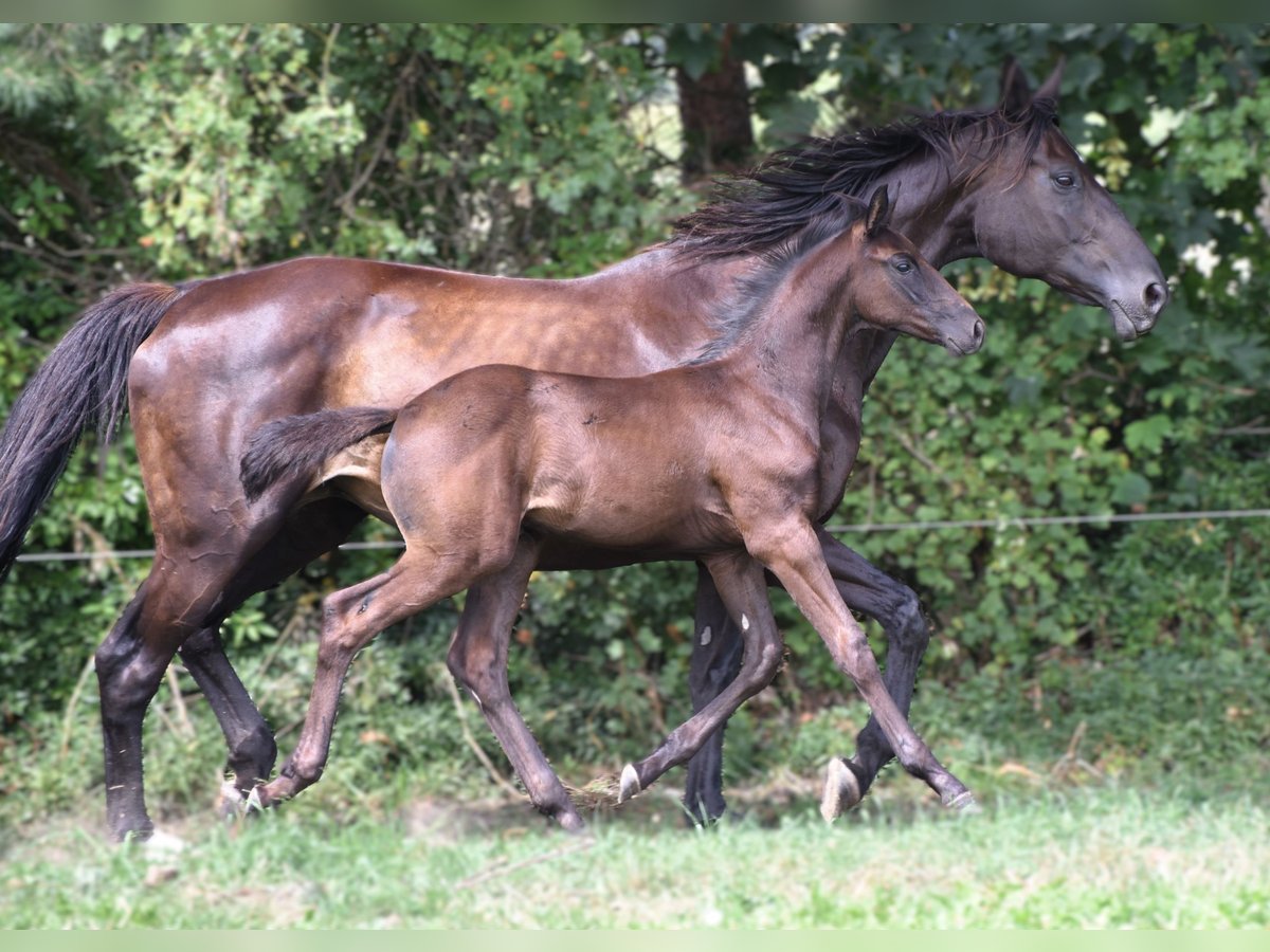 Hannover Stallone 1 Anno Morello in Strausberg