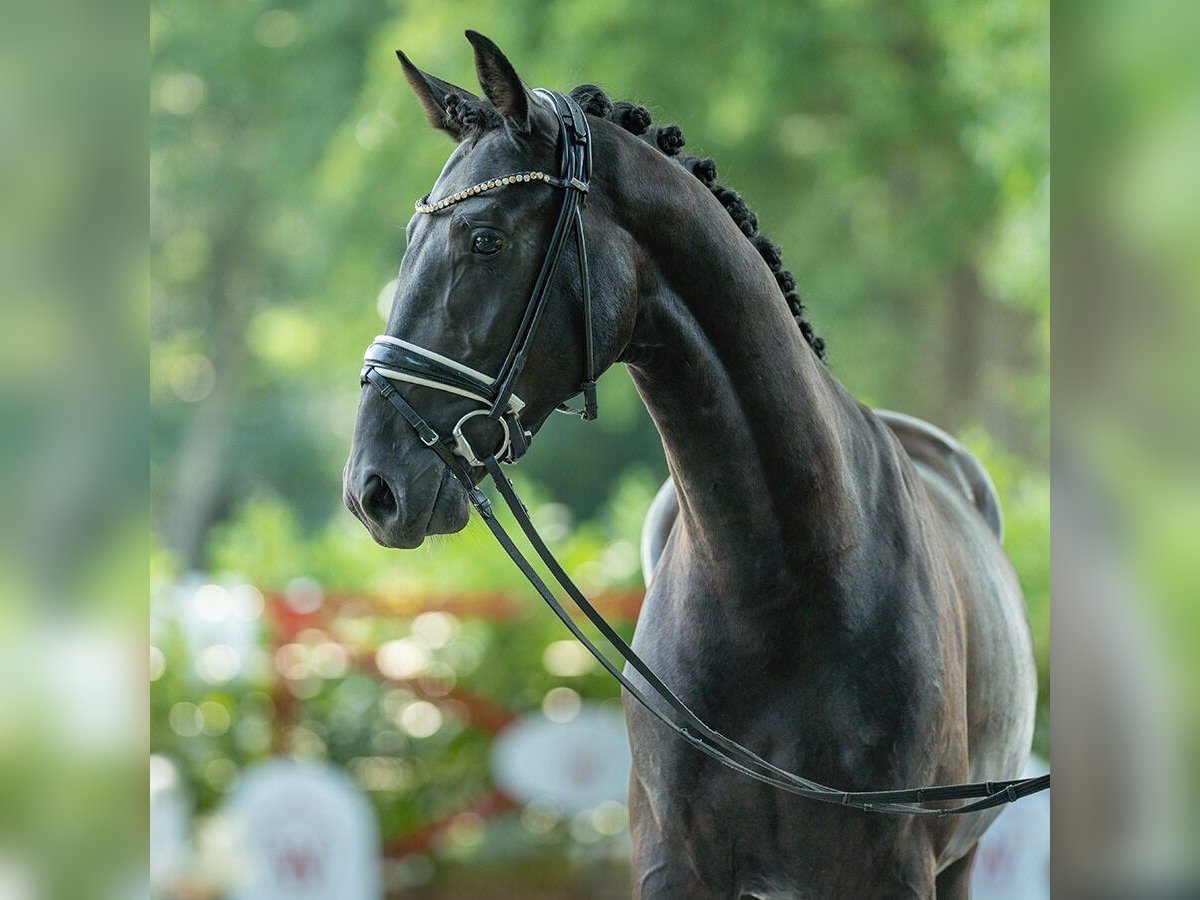 Hannover Stallone 2 Anni 163 cm Morello in Münster-Handorf