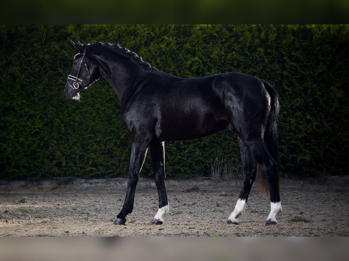 Hannover Stallone 2 Anni 164 cm Morello in Gersten