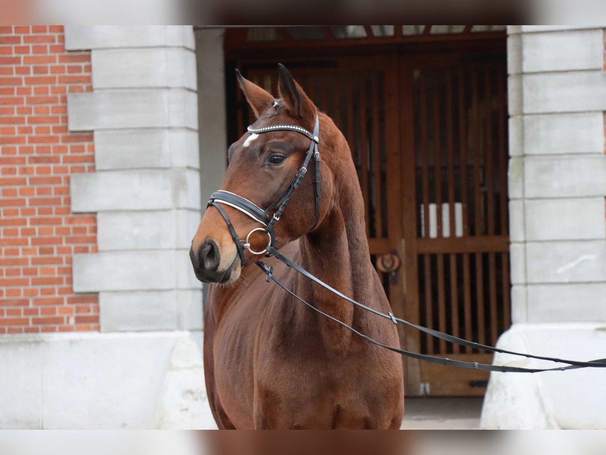 Hannover Stallone 2 Anni 166 cm Baio in Celle