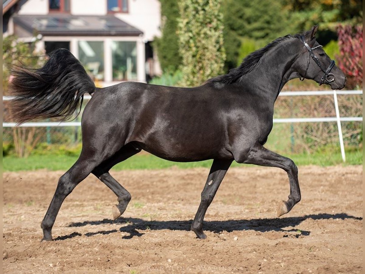 Hannover Stallone 2 Anni 166 cm Morello in Chwarstnica