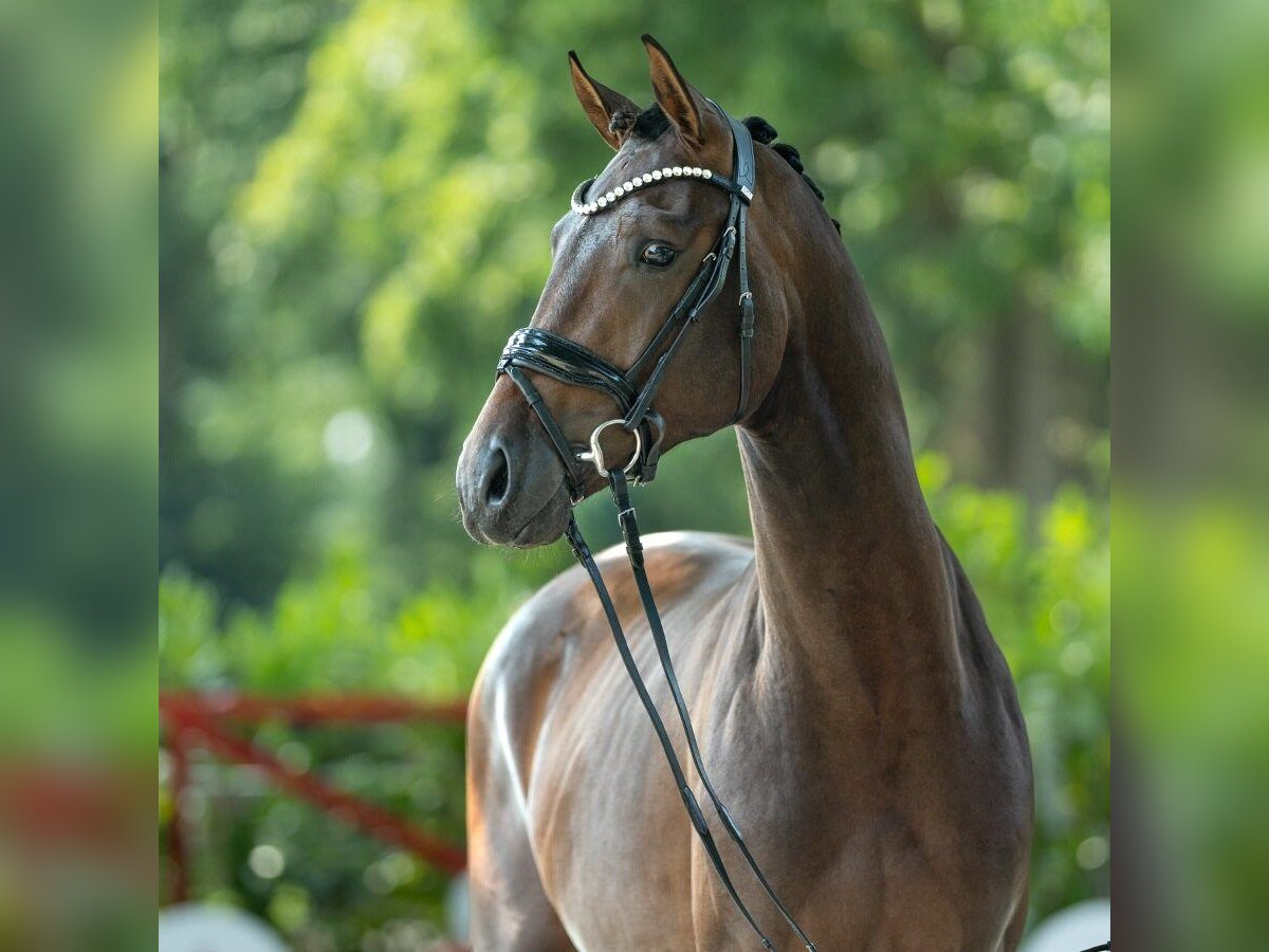 Hannover Stallone 2 Anni 167 cm Baio in Münster-Handorf