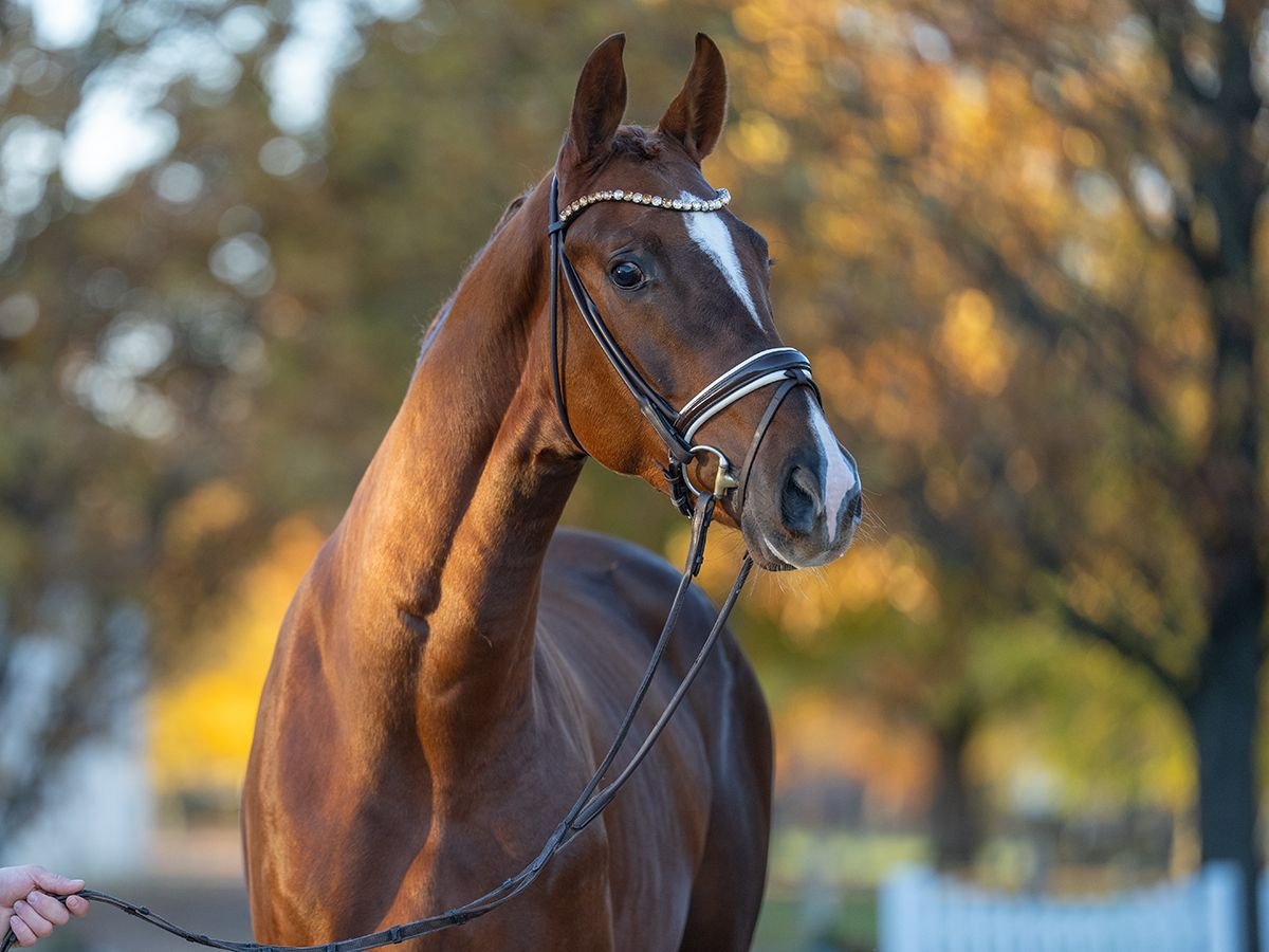 Hannover Stallone 2 Anni 167 cm Sauro in Redefin