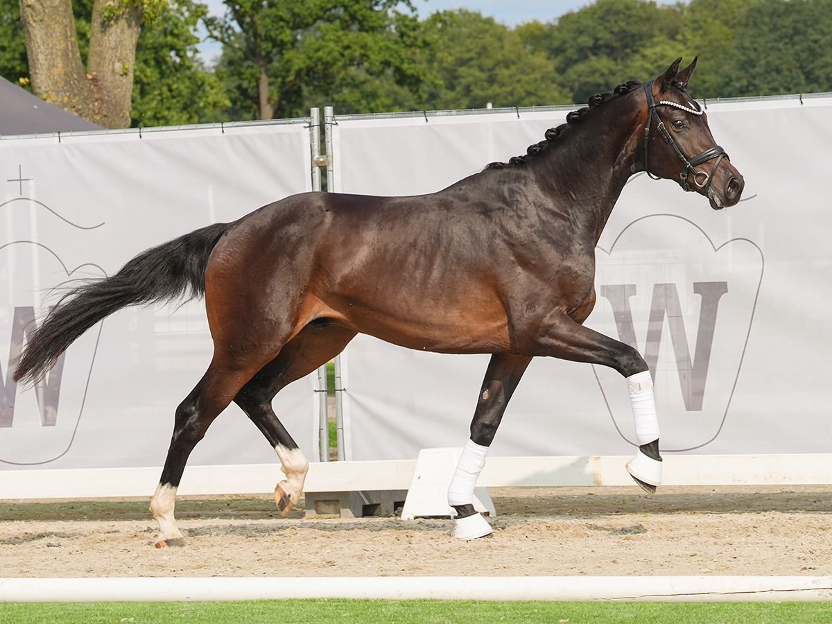 Hannover Stallone 2 Anni 168 cm Baio scuro in Münster