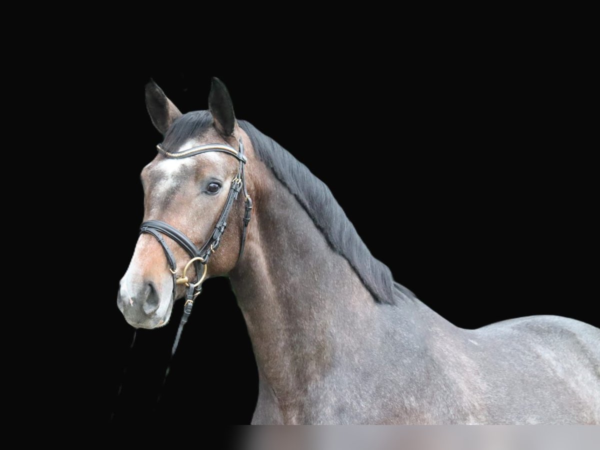 Hannover Stallone 2 Anni 169 cm Grigio in Lutter am Barenberge