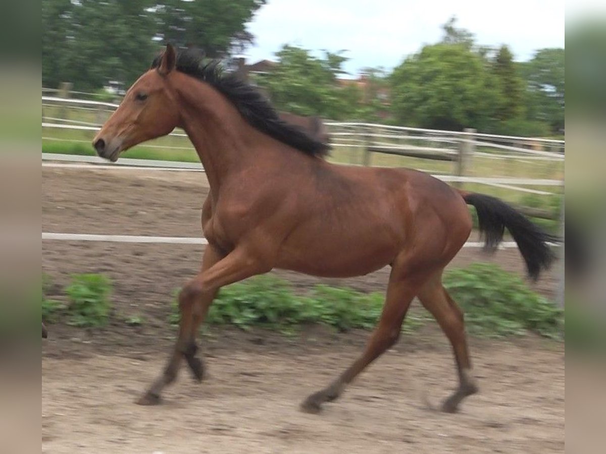 Hannover Stallone 2 Anni 170 cm Baio in Ratekau