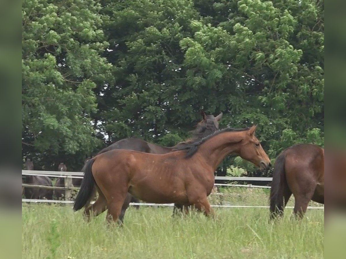 Hannover Stallone 2 Anni 170 cm Baio in Ratekau