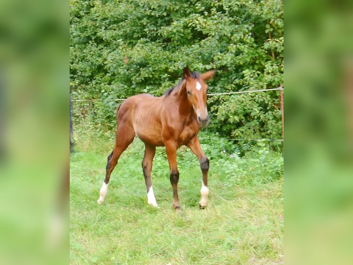 Hannover Stallone 2 Anni 170 cm Baio in Hetschburg