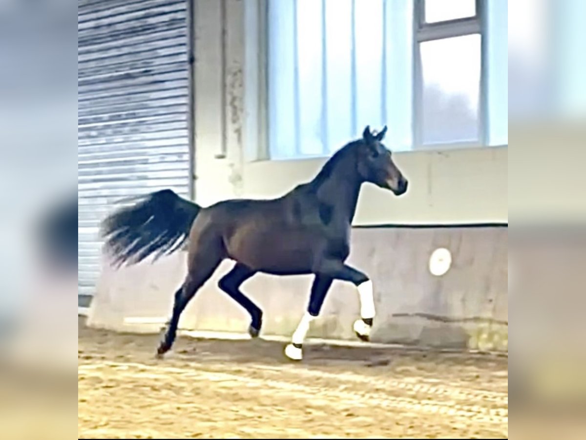 Hannover Stallone 2 Anni 170 cm Baio scuro in Rosdorf