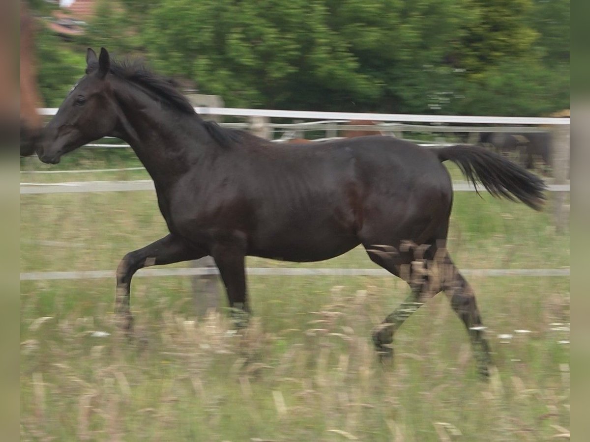 Hannover Stallone 2 Anni 170 cm Morello in Ratekau