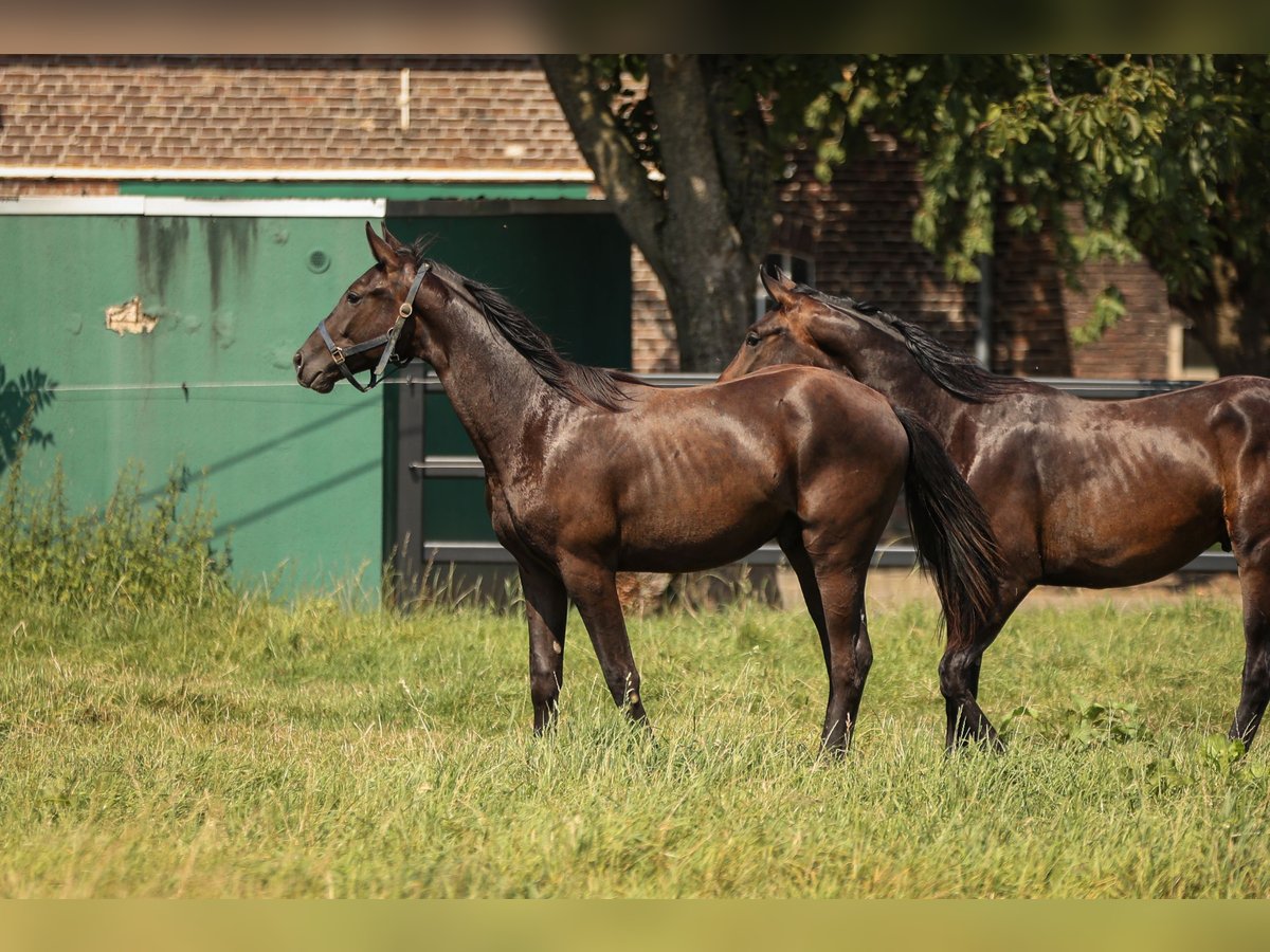 Hannover Stallone 2 Anni 170 cm Morello in Moers