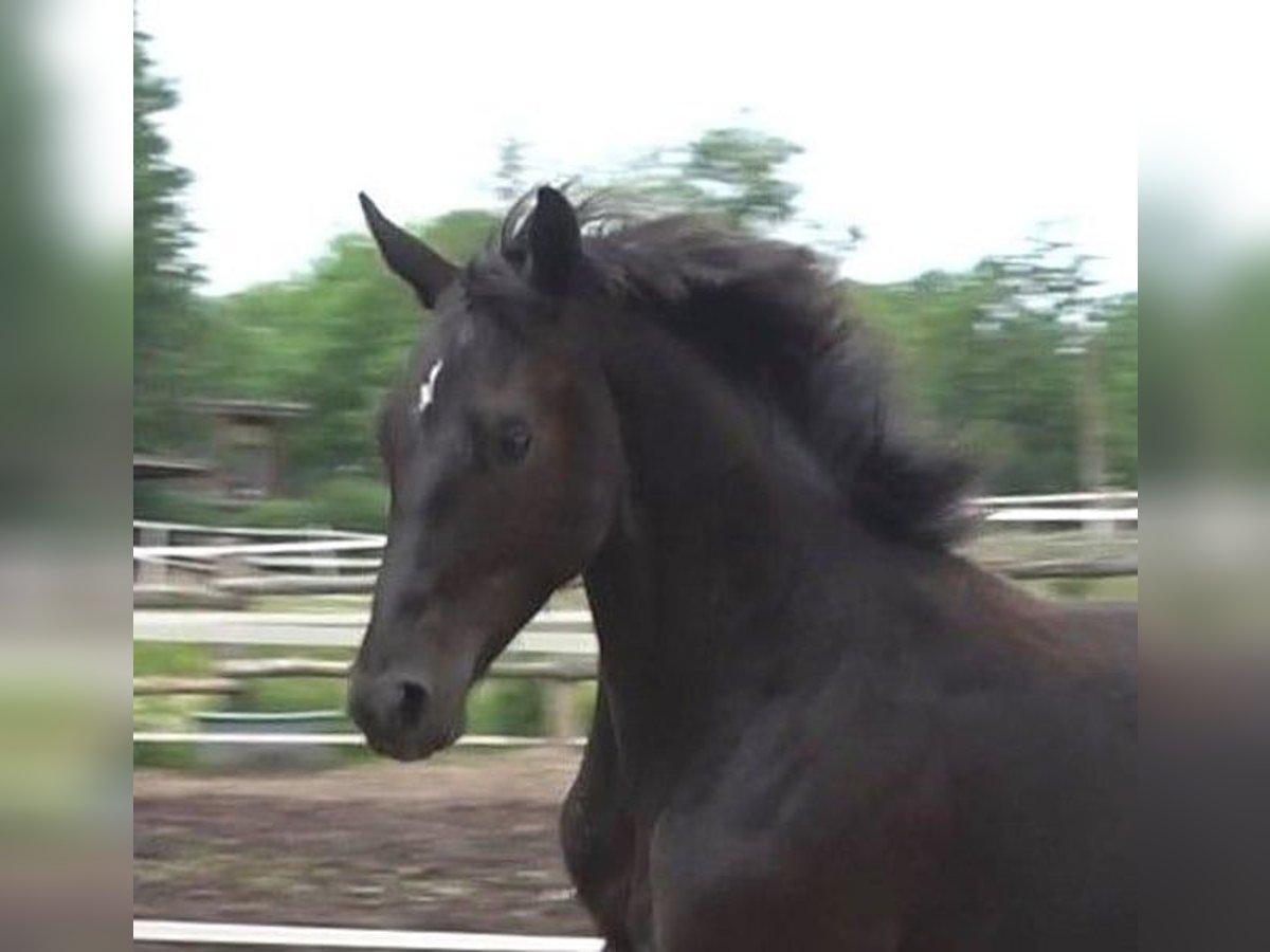 Hannover Stallone 2 Anni 170 cm Morello in Ratekau