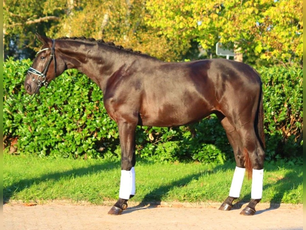 Hannover Stallone 2 Anni 170 cm Morello in Selsingen