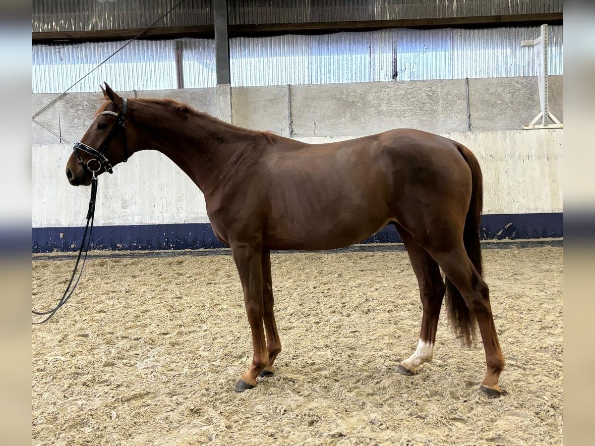 Hannover Stallone 2 Anni 171 cm Sauro scuro in Viöl