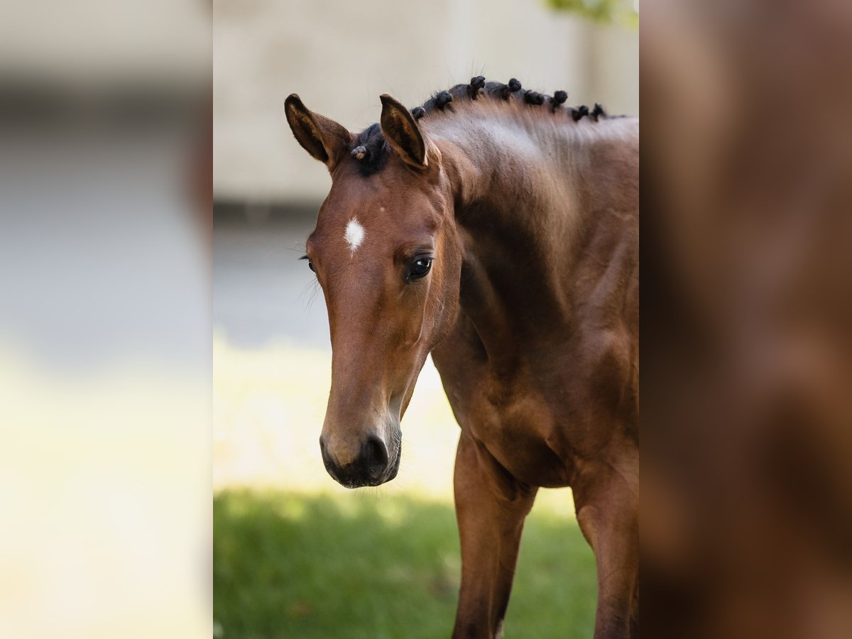 Hannover Stallone 2 Anni Baio ciliegia in Duszniki