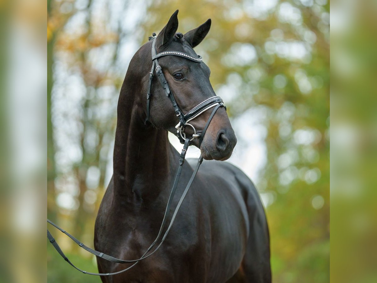 Hannover Stallone 2 Anni Baio scuro in Pölchow