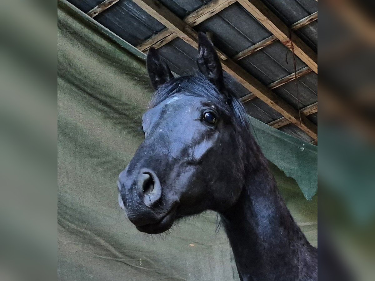 Hannover Stallone 3 Anni 161 cm Morello in Hanstedt I