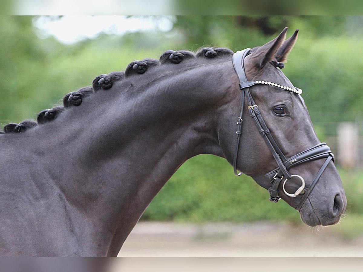 Hannover Stallone 3 Anni 165 cm Morello in Meinersen