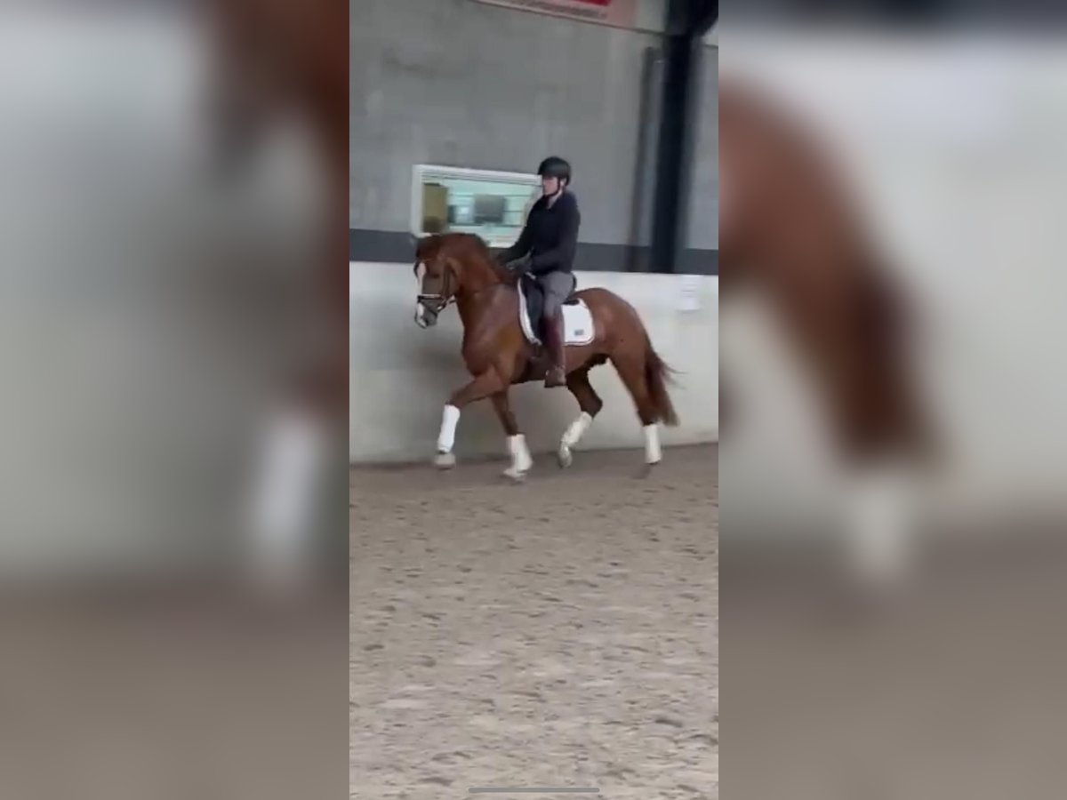 Hannover Stallone 3 Anni 165 cm Sauro in Wetter (Ruhr)