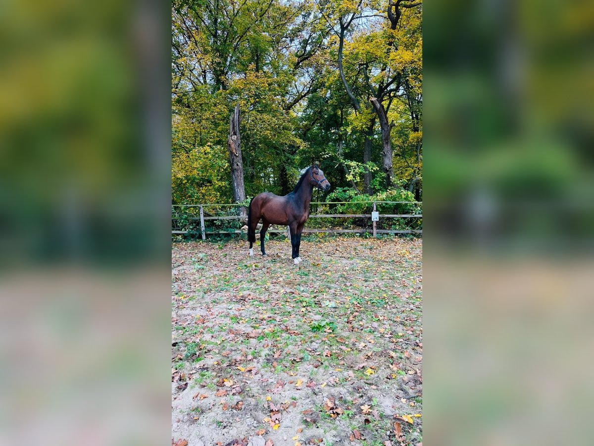 Hannover Stallone 3 Anni 169 cm Baio scuro in Vienenburg