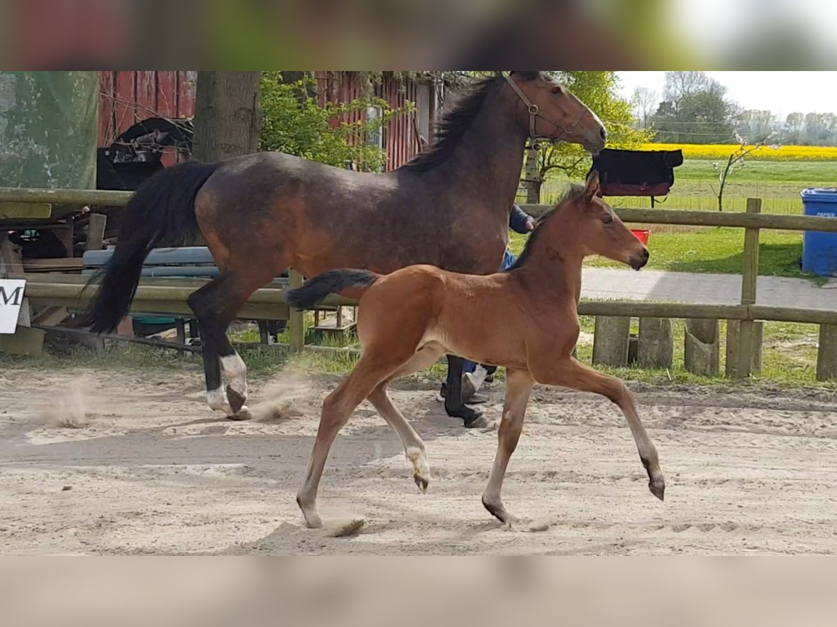 Hannover Stallone 3 Anni 170 cm Baio in Osterbruch