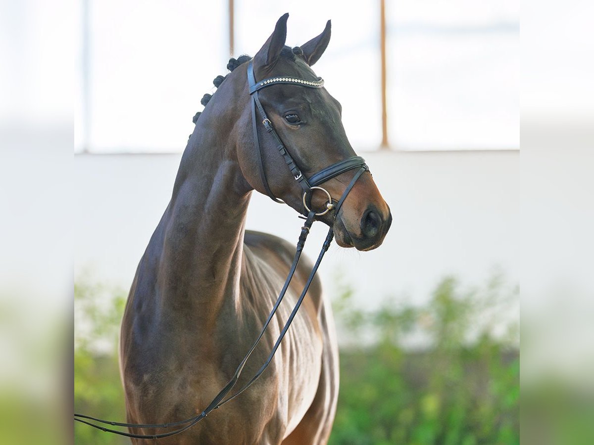 Hannover Stallone 3 Anni 170 cm Baio scuro in M&#xFC;nster-Handorf