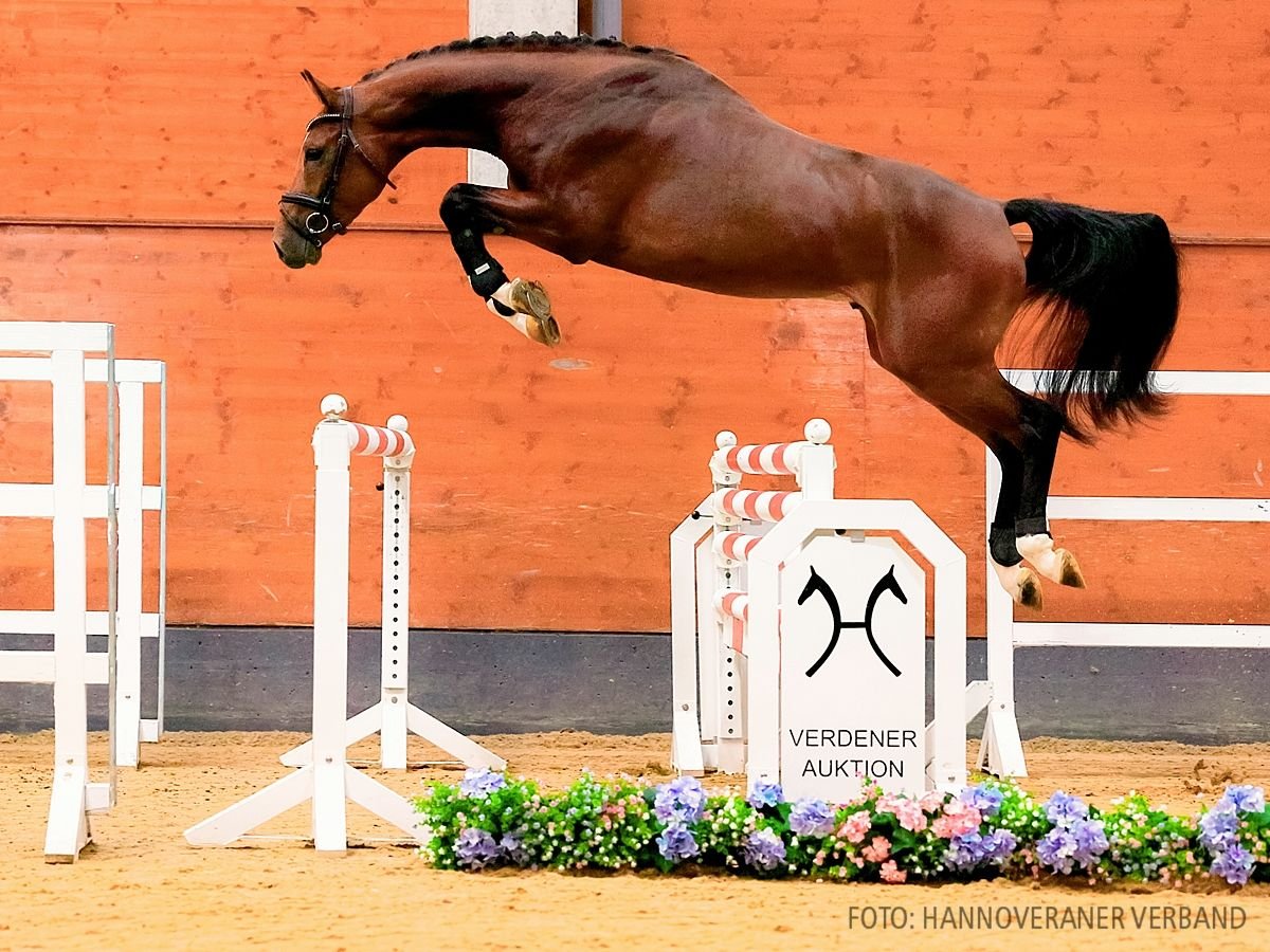 Hannover Stallone 3 Anni 172 cm Baio in Verden