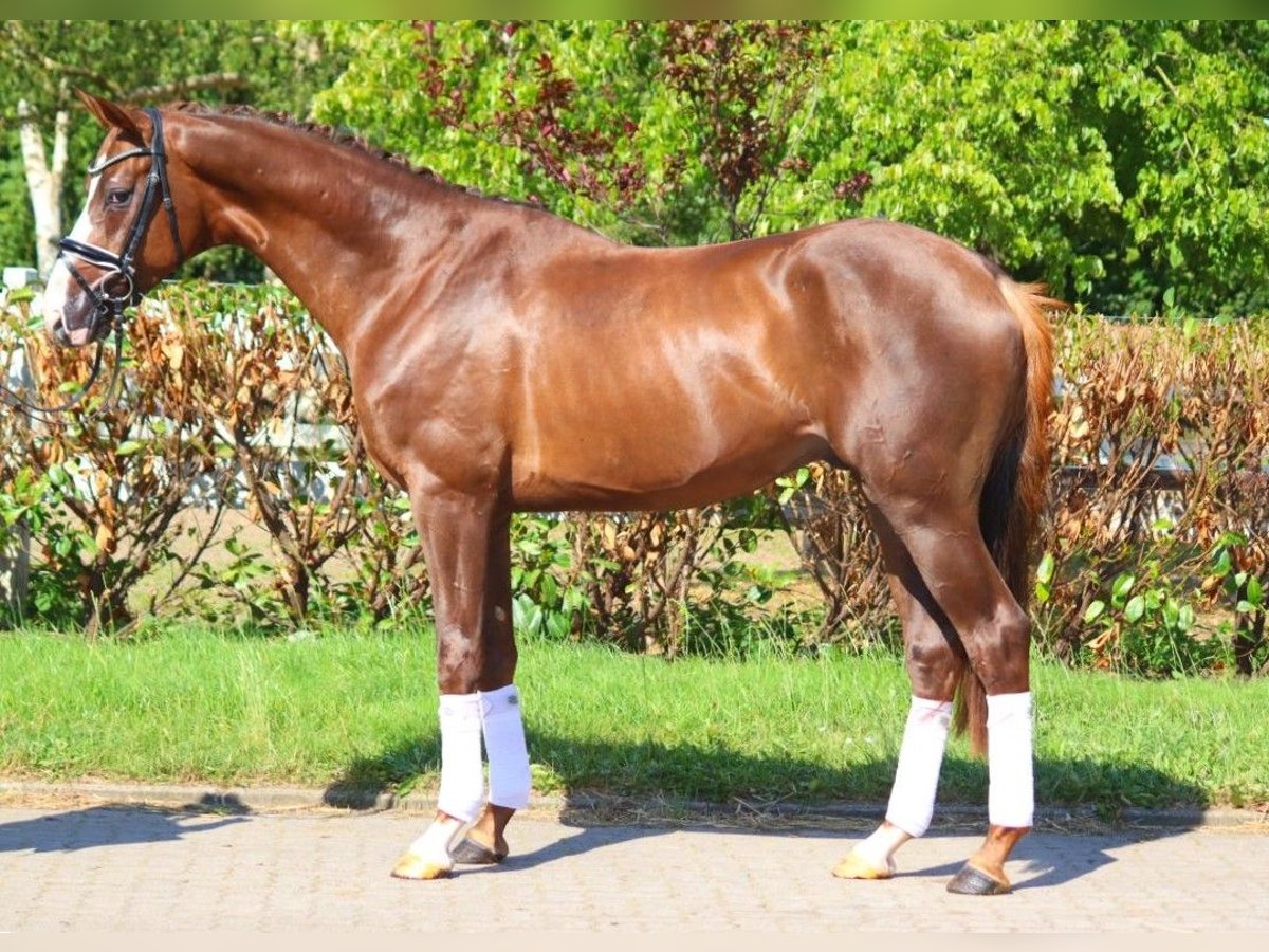 Hannover Stallone 3 Anni 172 cm Sauro scuro in Selsingen