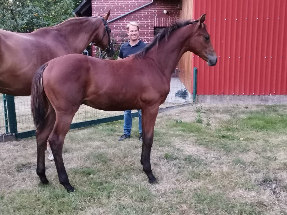 Hannover Stallone 3 Anni Baio in Stemwede