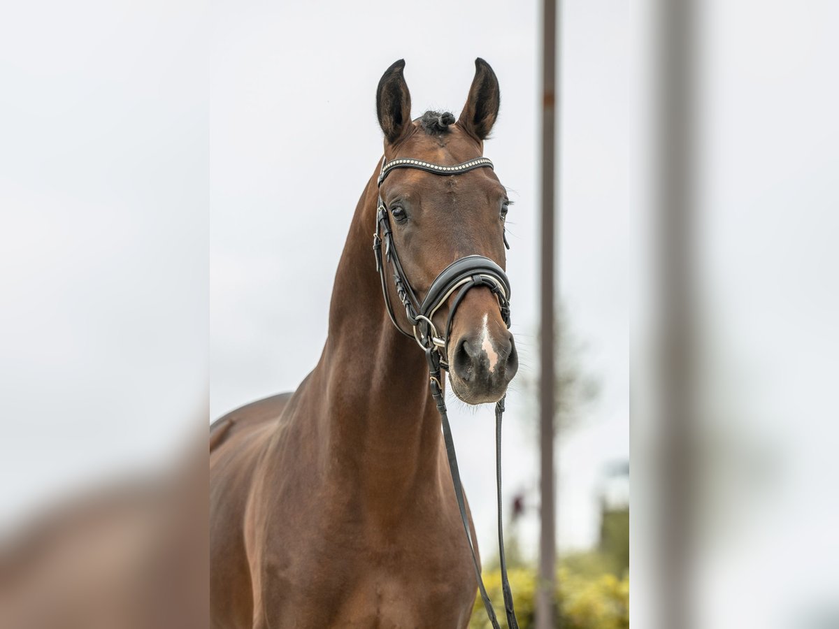 Hannover Stallone 4 Anni 173 cm Baio in Gomadingen