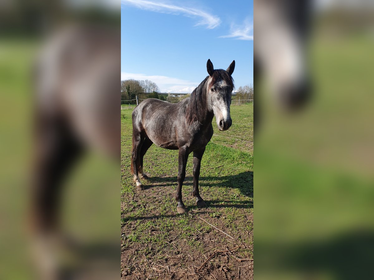 Hannover Mix Stallone 4 Anni in Petersberg