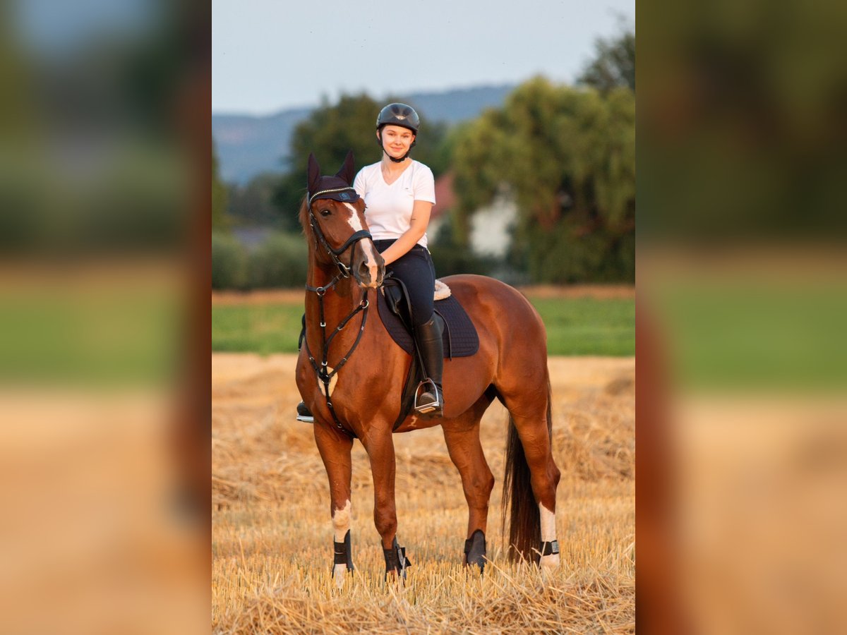 Hannover Stallone 7 Anni 168 cm in Preußisch Oldendorf