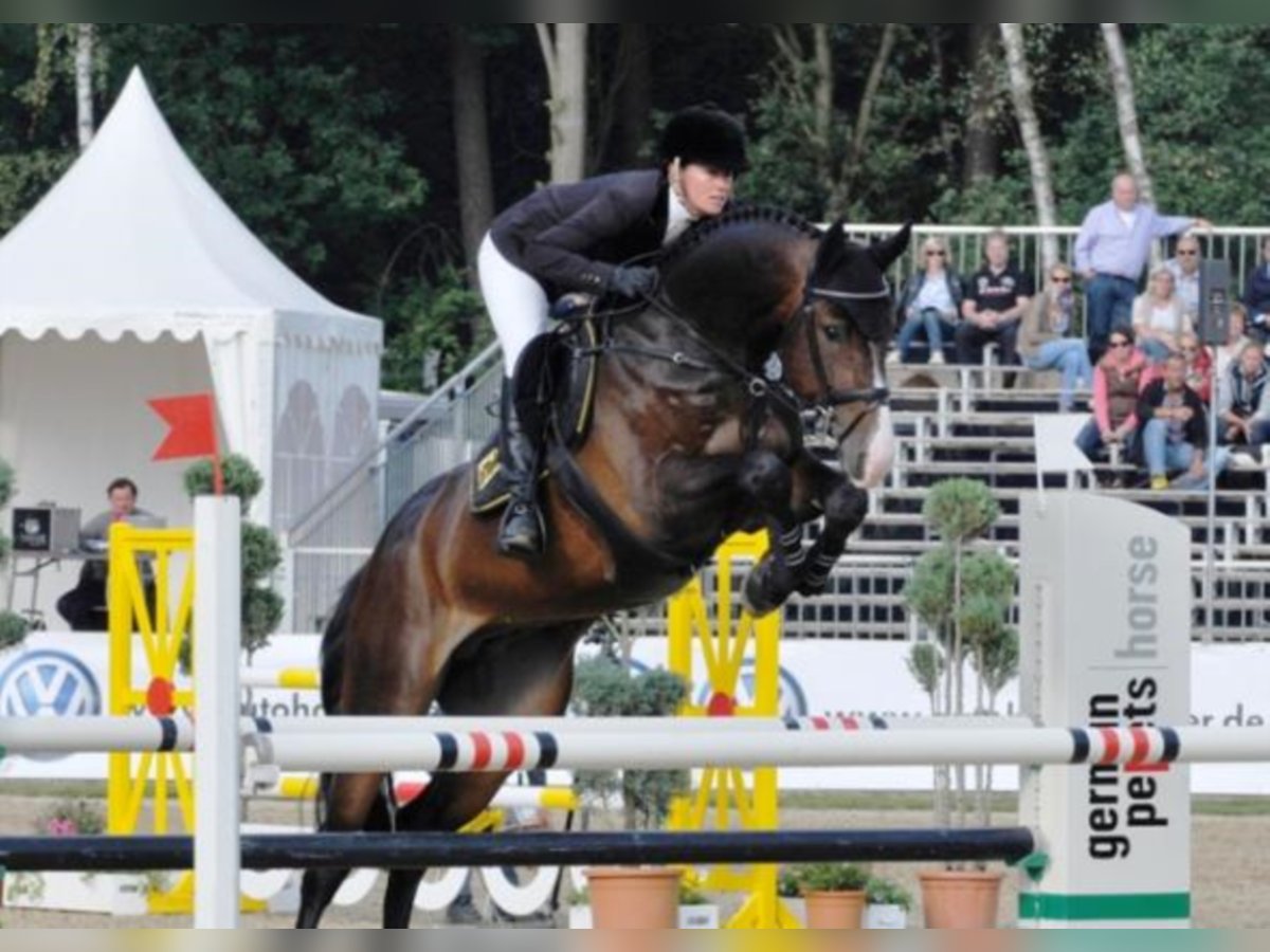 Hannover Stallone Baio scuro in Celle