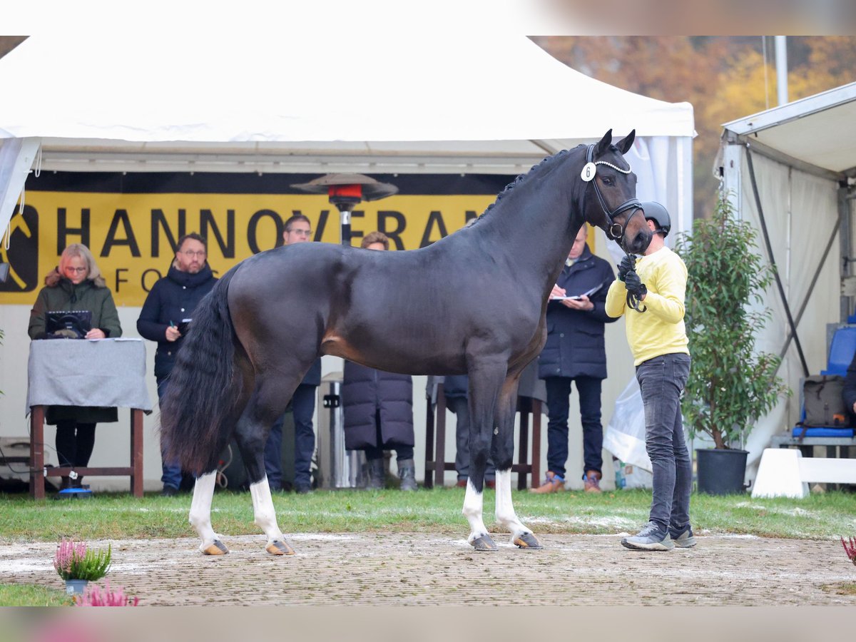 Hannover Stallone Baio scuro in Riedstadt