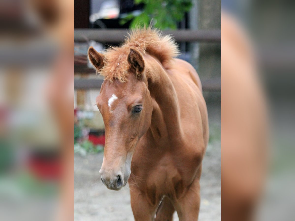 Hannover Stallone Puledri (03/2025) 166 cm Sauro in Kutenholz