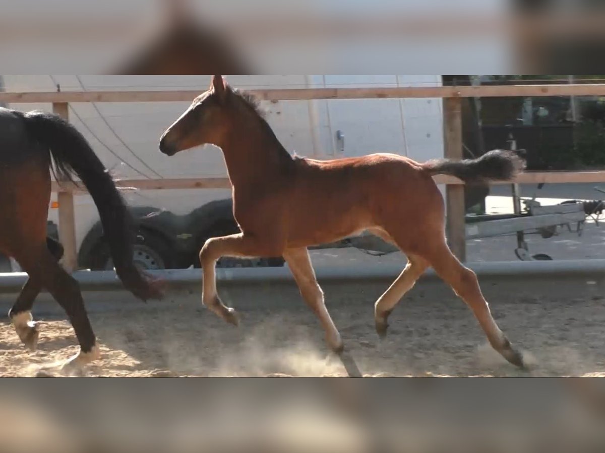 Hannover Stallone Puledri (05/2025) 168 cm Baio in Wingst