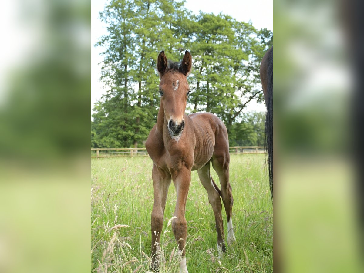 Hannover Stallone Puledri (06/2024) 168 cm Baio scuro in Bremen