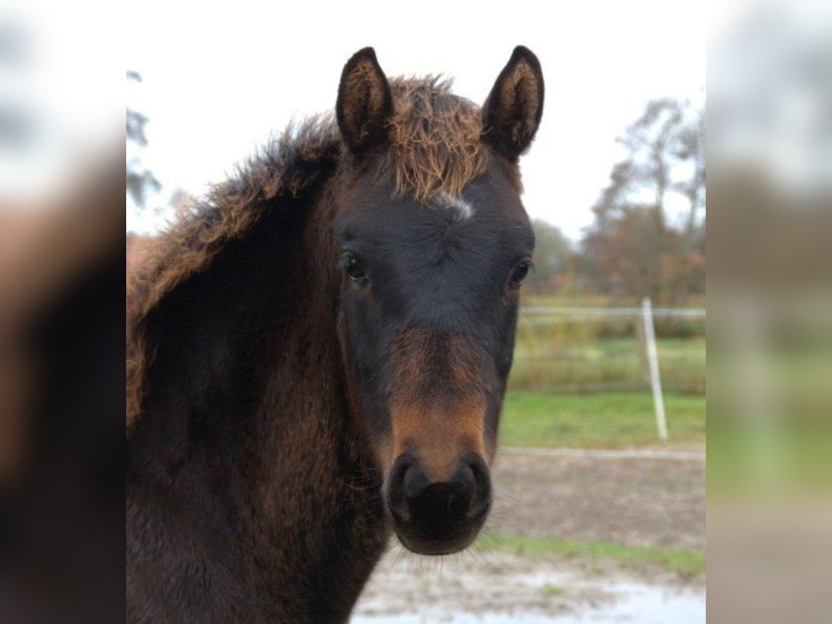 Hannover Stallone  168 cm Baio scuro in Leezdorf