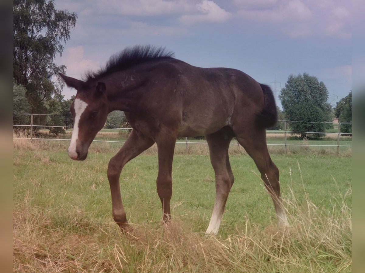 Hannover Stallone  168 cm Grigio in Bücken