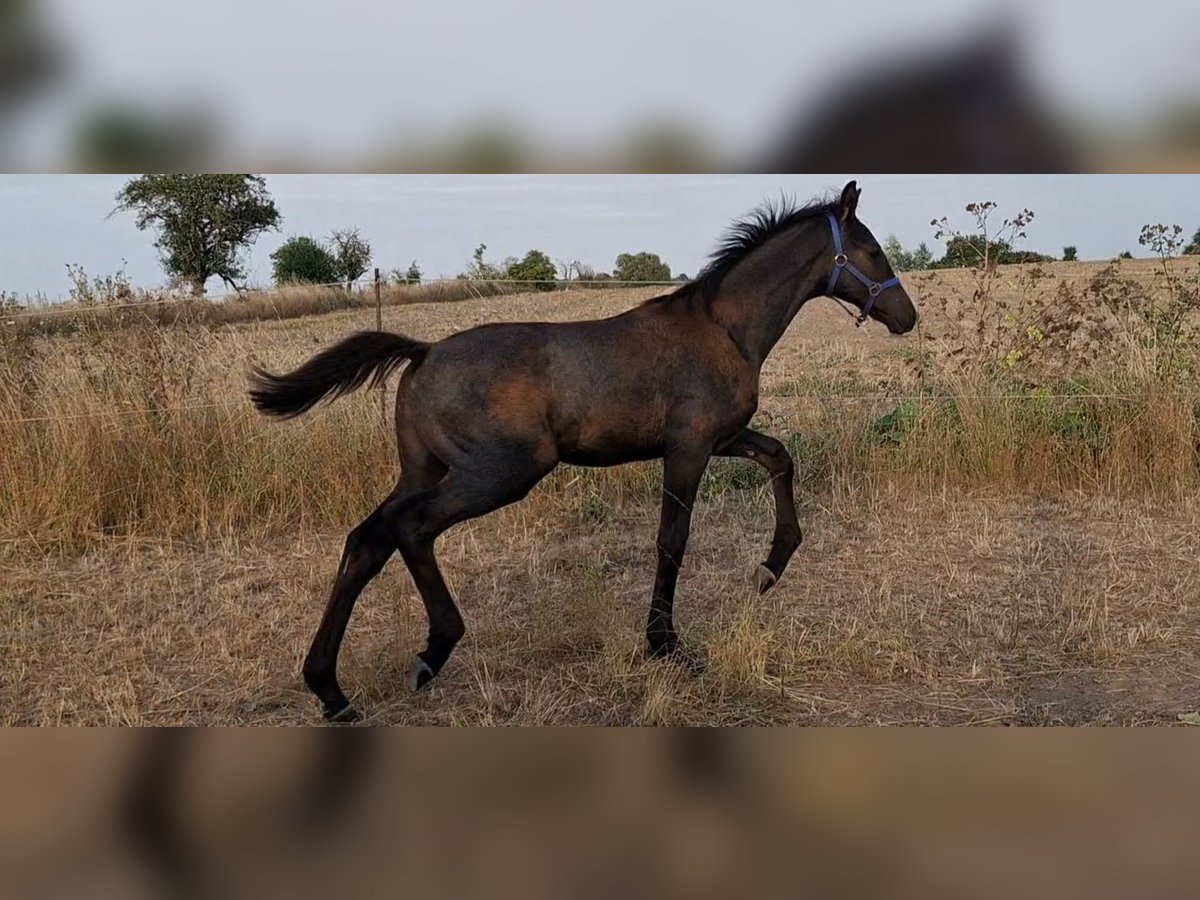 Hannover Stallone Puledri (05/2024) 168 cm Può diventare grigio in Wanzleben-Börde